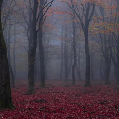 Koolmees Feriehus Hulshorst