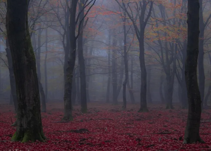 Koolmees Semesterbostad Hulshorst